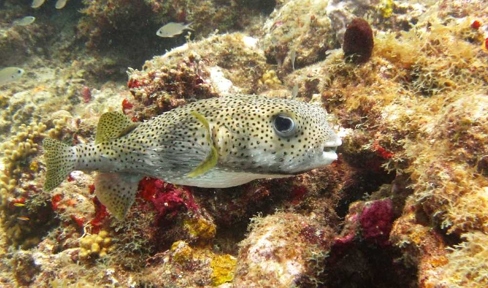 Porcupinefish (Diodon histrix), with its happy grin at Valleys.