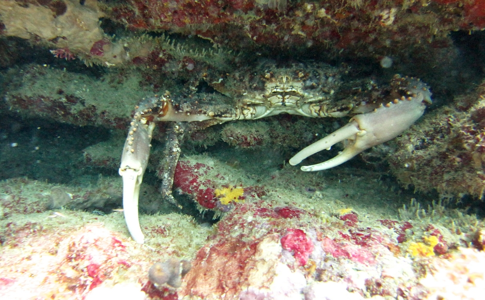 A huge crab hides in a crevice at the Veronica L wreck. 