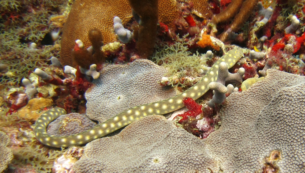 Sharptail eel (Myrichthys breviceps) at Kohani.