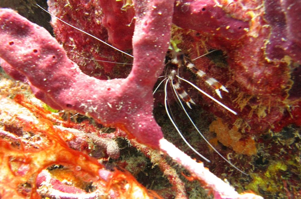 A Banded Coral Shrimp (Stenopus hispidus)hides behind a coral bar at Kohani.
