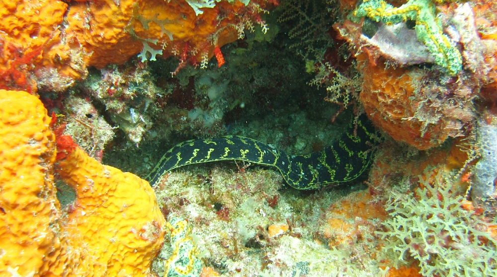 Part of the much less common Chain moray (Echidna catenata) at Groom Starter. I couldn't see its head.