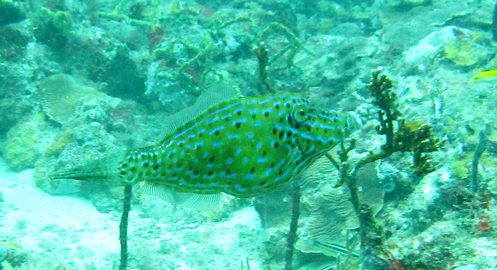 Scrawled Filefish (Aluterus scriptus) at Windmill Shallows.