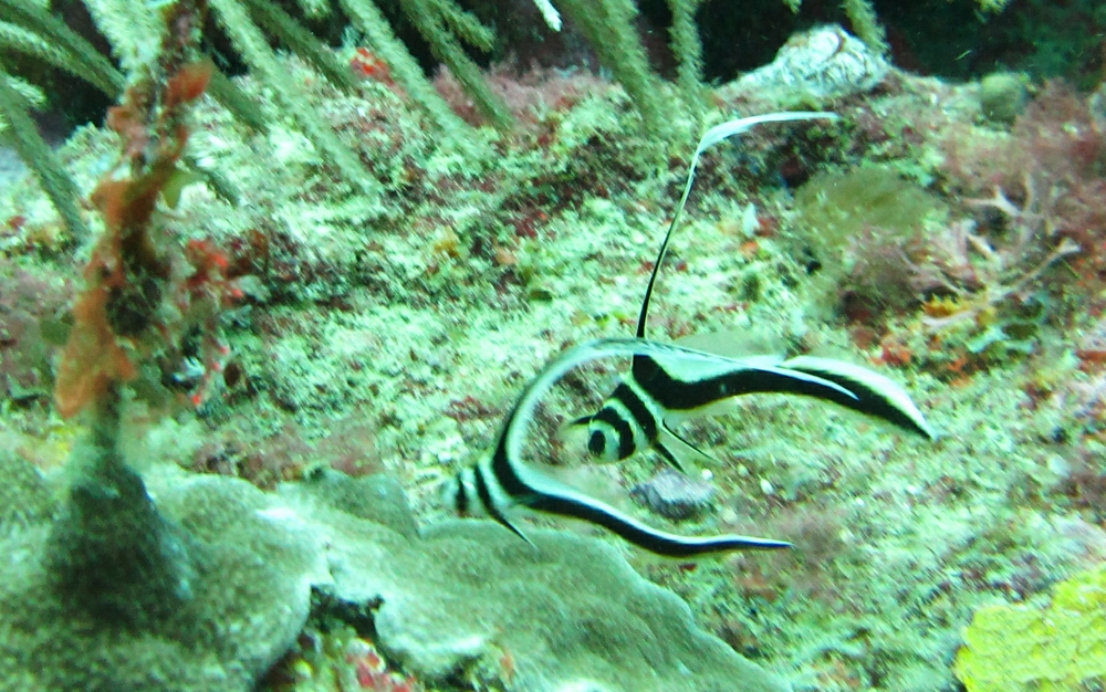 A bit of motion-blur (they wriggle about all the time) on these tiny juvenile Jackknife fish (Equetus lanceolatus) at Windmill Shallows.