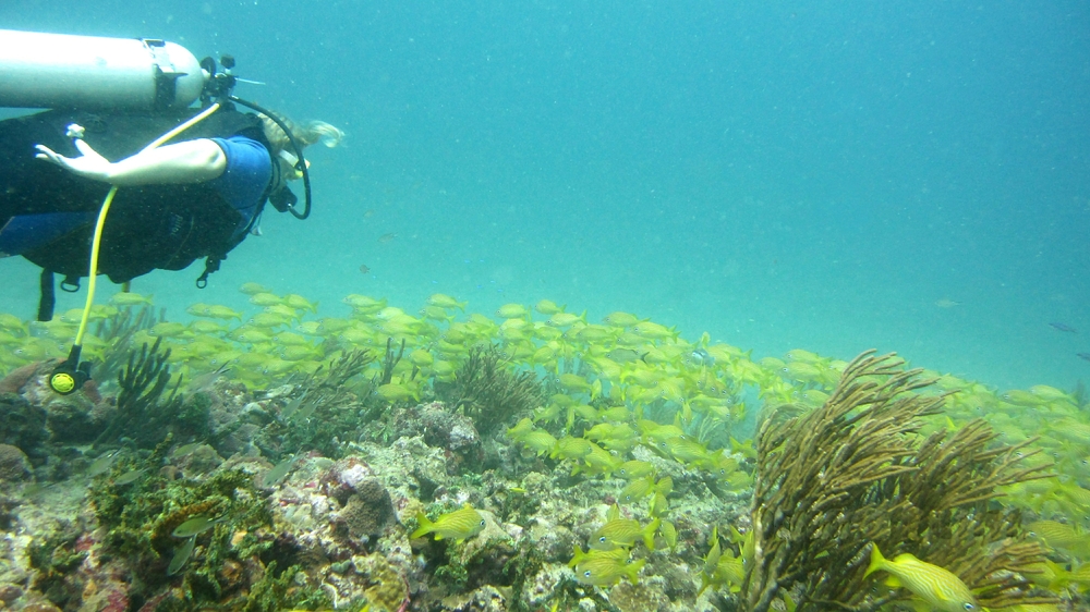 Isobel admires a school of French Grunts (Haemulon flavolineatum) at Shark Reef.