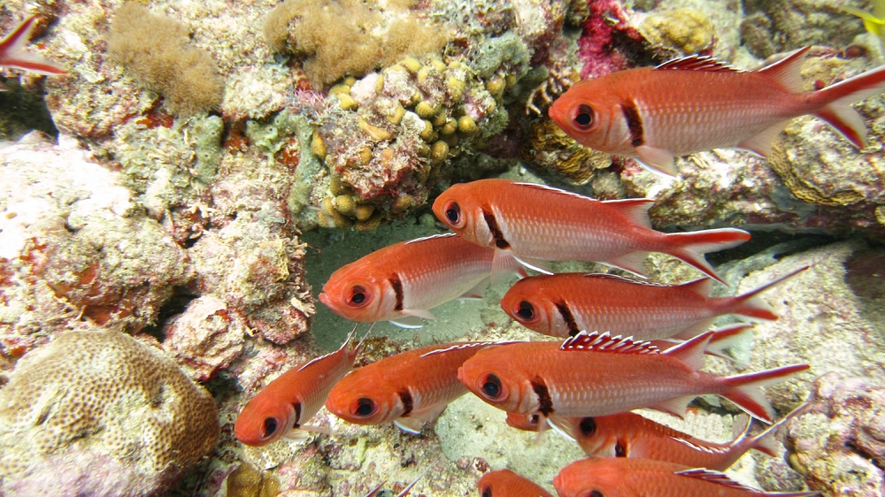 A bunch of Cardinal Soldierfish (Plectrypops retrospinis) at Shark Reef.