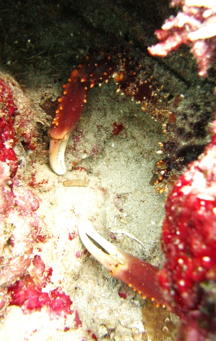 A big Crab, probably a Clinging Crab (Mithrax sp) of some sort, hiding in a hole at Windmill Shallows. 