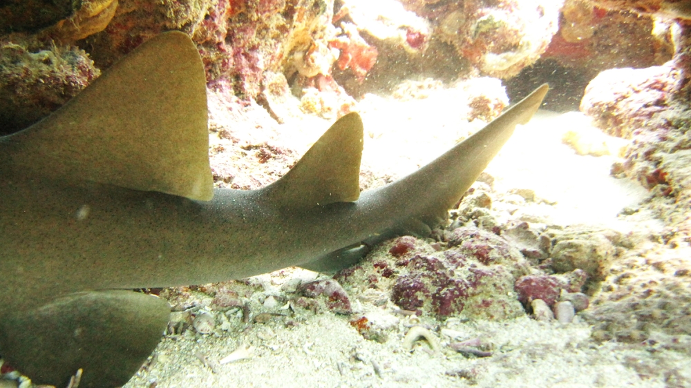 This is normally all you see of a Nurse Shark (Ginglymostoma cirratum), sleeping in a hole under a coral outcrop at Shark Reef during the day.