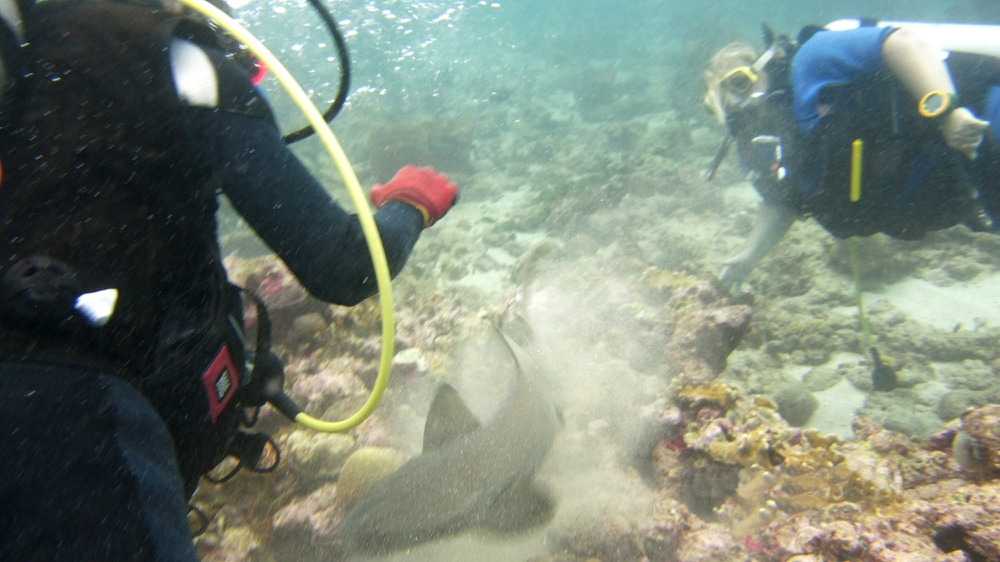 But then your diveleader reaches into the hole, grabs the shark by its tail, and pulls it out for us to see. Unimpressed, it swims back into its hole...