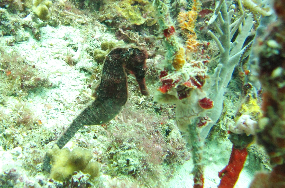 The highlight of the holiday - a Longsnout sea horse (Hippocampus reidi), about 10cm tall, at Northern Exposure. 