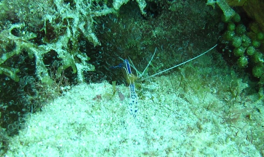 A tiny Pederson Cleaner Shrimp (Ancylomenes pedersoni) at Northern Exposure.