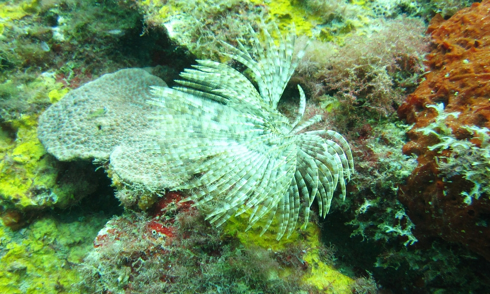 Featherstar of some sort, possibly Stephanometra of some kind, waving in the current. 