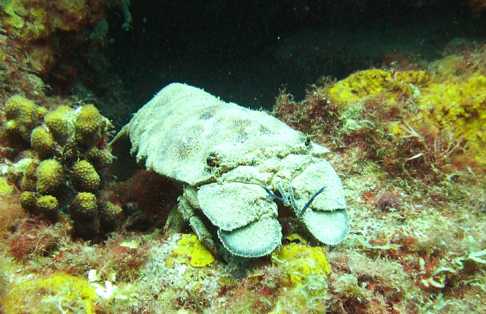 A Slipper Lobster (Parribacus antarcticus) at Northern Exposure.