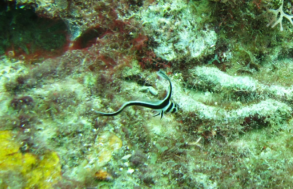 Another juvenile Jackknife fish at Northern Exposure.