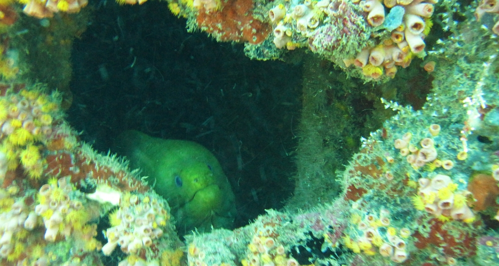 And another in a hole in the side of the wreck Veronica L.