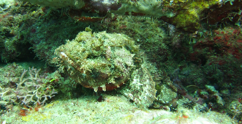 A Spotted scorpionfish (Scorpaena plumieri) beside the Veronica L wreck. 
