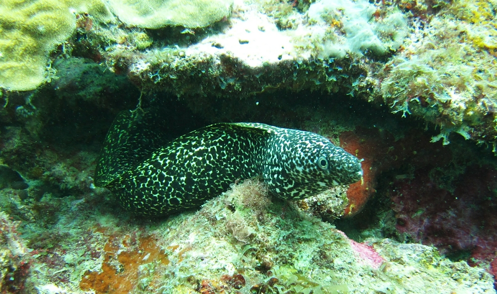 The common Spotted Moray (Gymnothorax moringa) near the Veronica L.