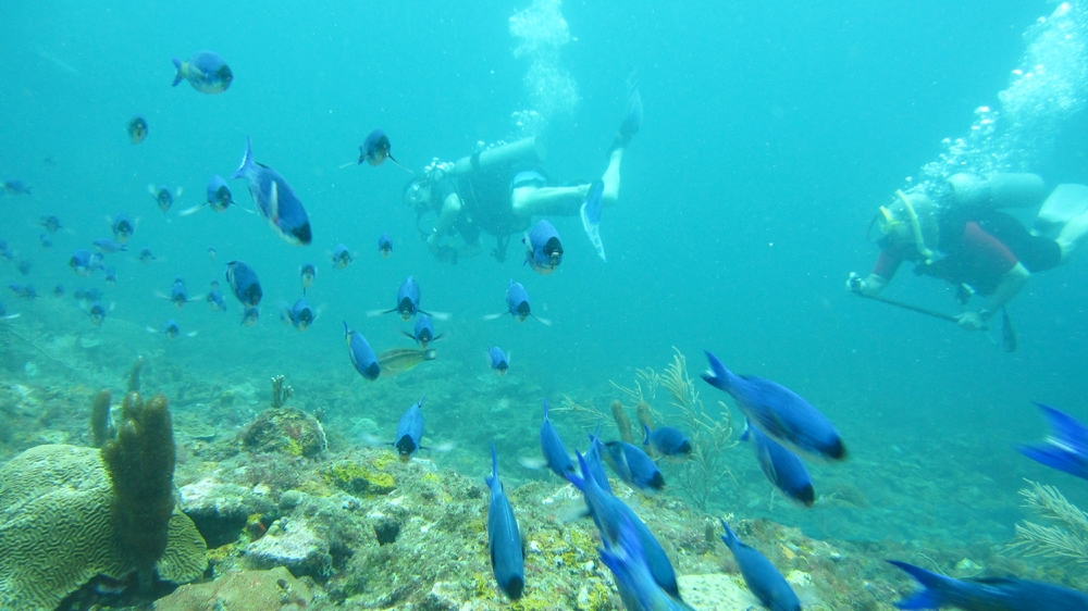 A school of Creole Wrasse (Clepticus parrae) streams past me in a long line near the Veronica L wreck.