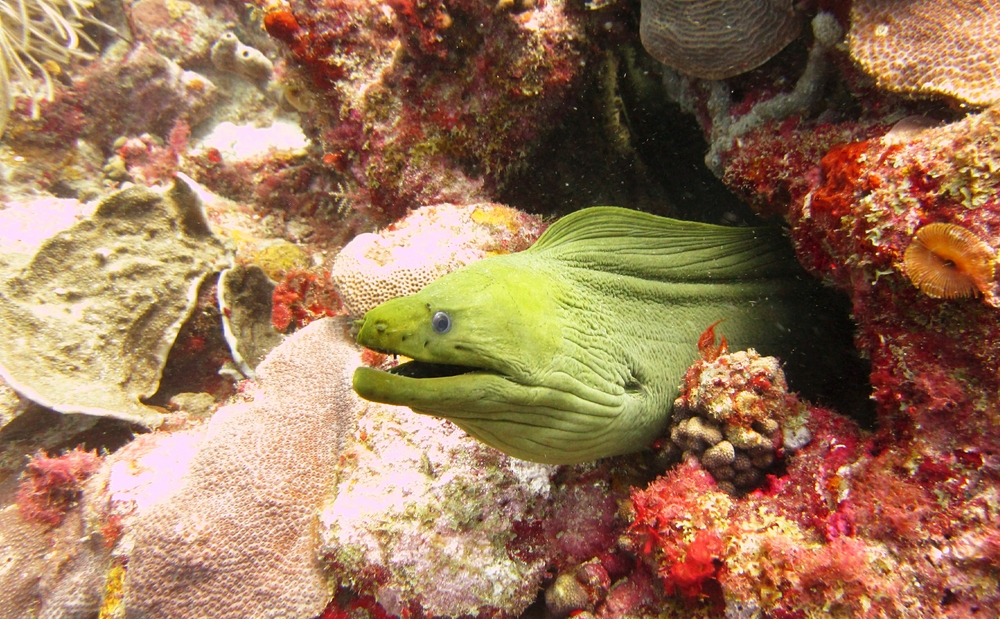 A Green Moray (Gymnothorax funebris) peers out of its hole at Black Forest. 