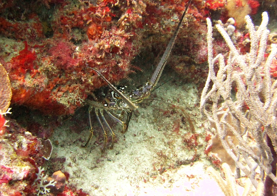 A Caribbean Spiny Lobster (Panulirus argus) hides in a crevice at Black Forest.