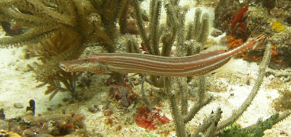 Trumpetfish (Aulostomus maculatus) at Kohani. This species is highly variable in colour and patterning over the Caribbean.