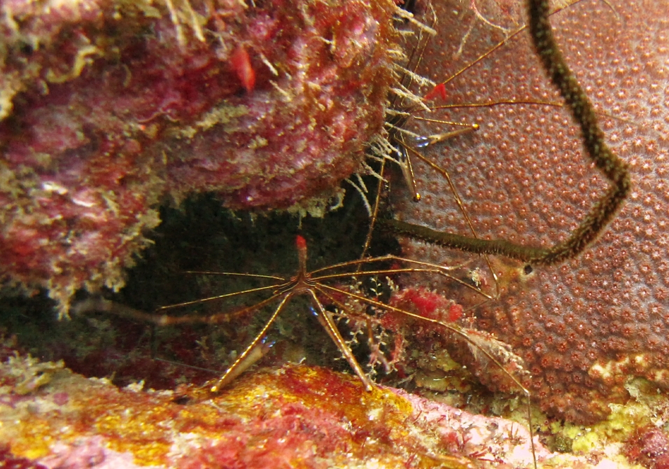 A couple of Arrow crabs (Stenorhynchus seticornis), with bright blue claws, at Whibbles. 