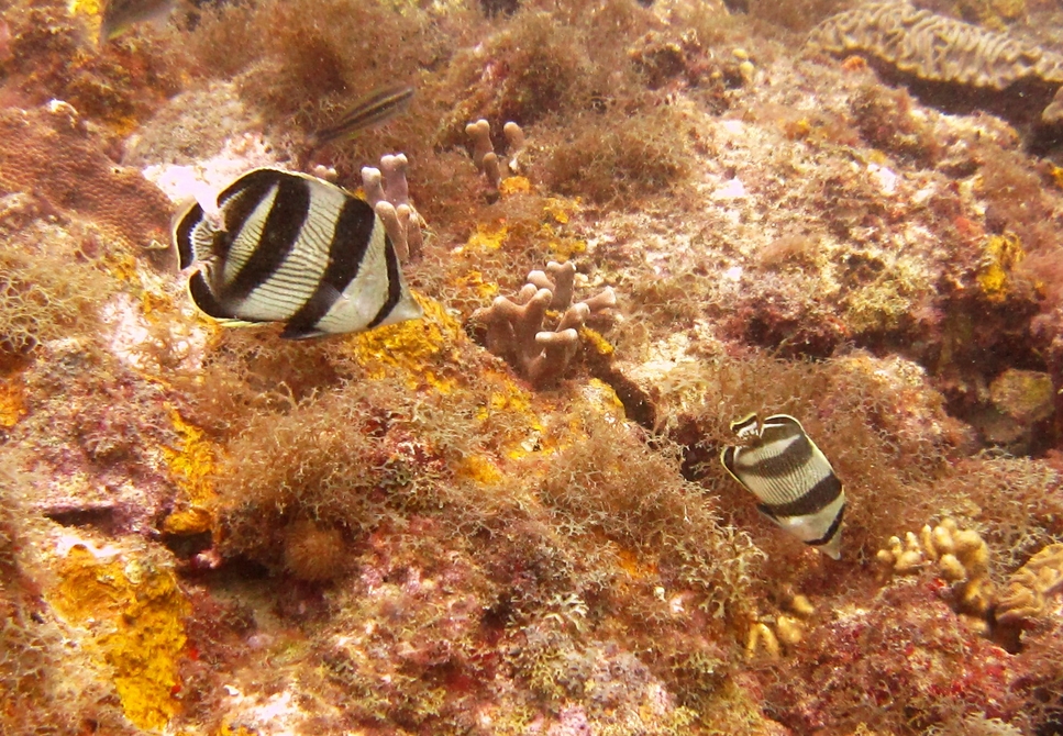 A pair of Banded Butterflyfish (Chaetodon striatus) at Valleys.