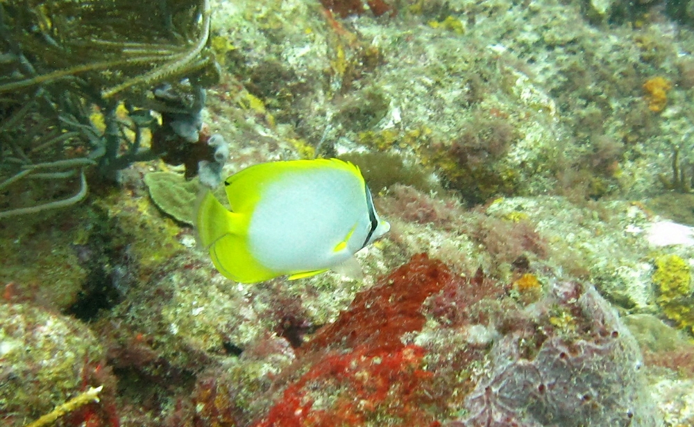 And a Spotfin Butterflyfish (Chaetodon ocellatus) at Boss Reef. 
