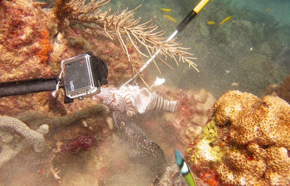 On one occasion, we came across a Spotted moray eel in a hole. Gary decided to let the moray tear chunks off the lionfish. He explained later
        that he's trying to get the local morays to develop a taste for lionfish, to help keep their numbers down. 