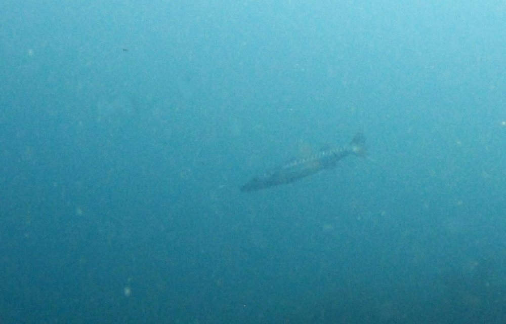 Off in the blue, a Great Barracuda (Sphyraena barracuda) swims past at Gary's unnamed reef.