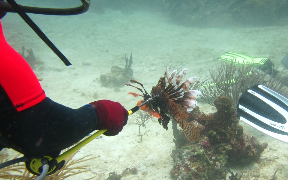 Gary spears a lionfish.