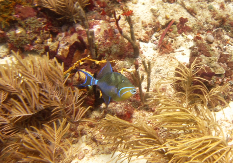 A Queen triggerfish (Balistes vetula) at Purple Sand.