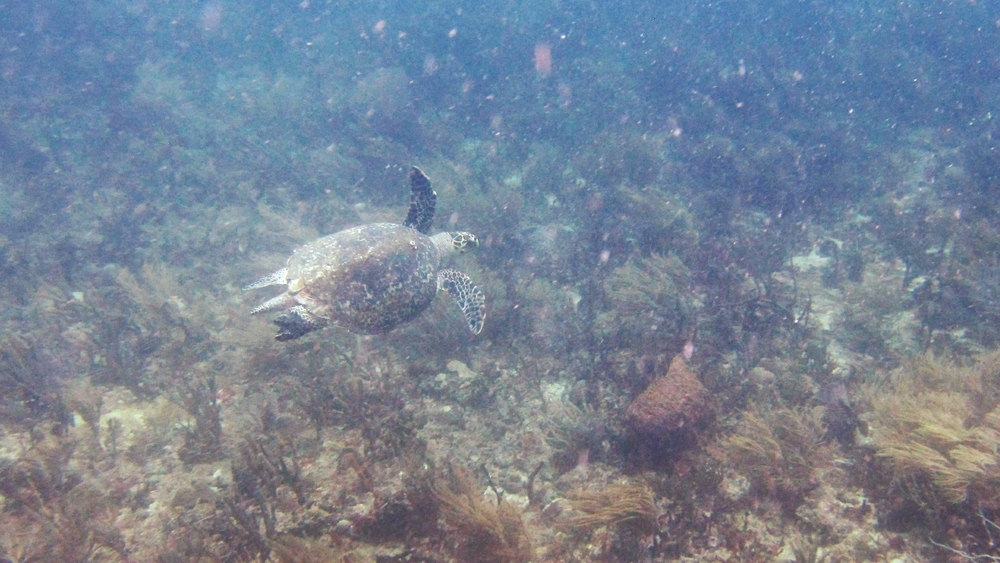 A Hawksbill turtle (Eretmochelys imbricata) at Purple Sand.