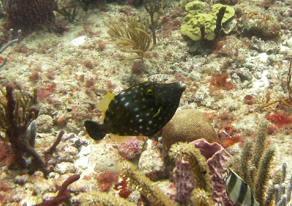 Whitespotted filefish (Cantherhines macrocerus) at Purple Sand.