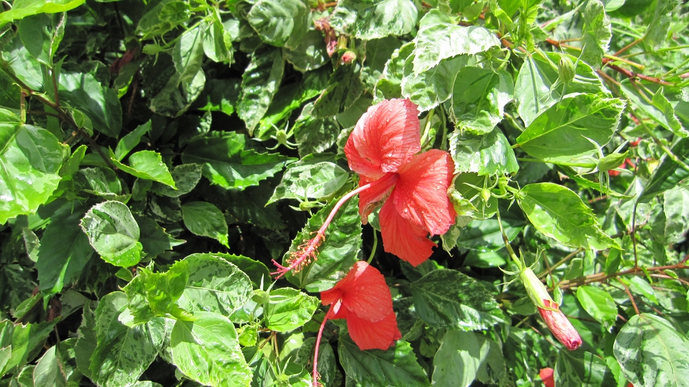 Red Hibiscus flowers.