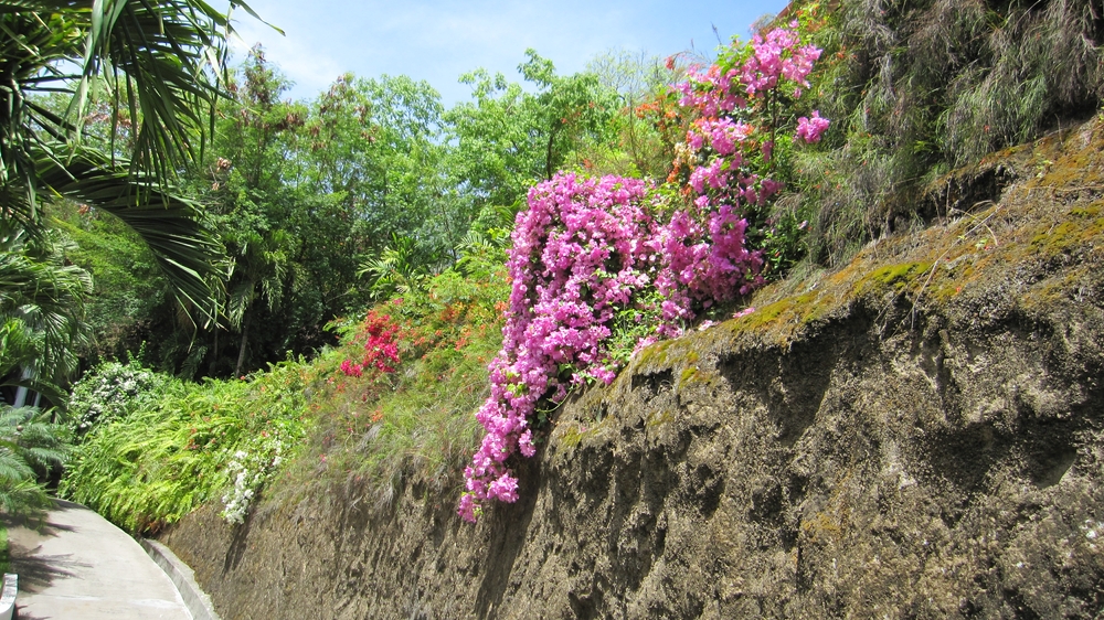 The service road behind our room, with gorgeous bougainvillea spilling down the bank. 