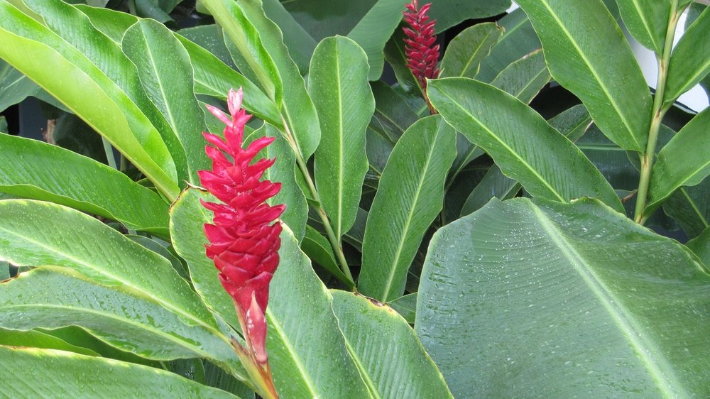 I've no idea what these massive flowers are. 