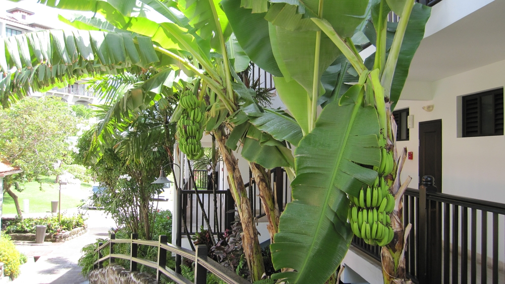 The service road behind our room, with some banana trees. 