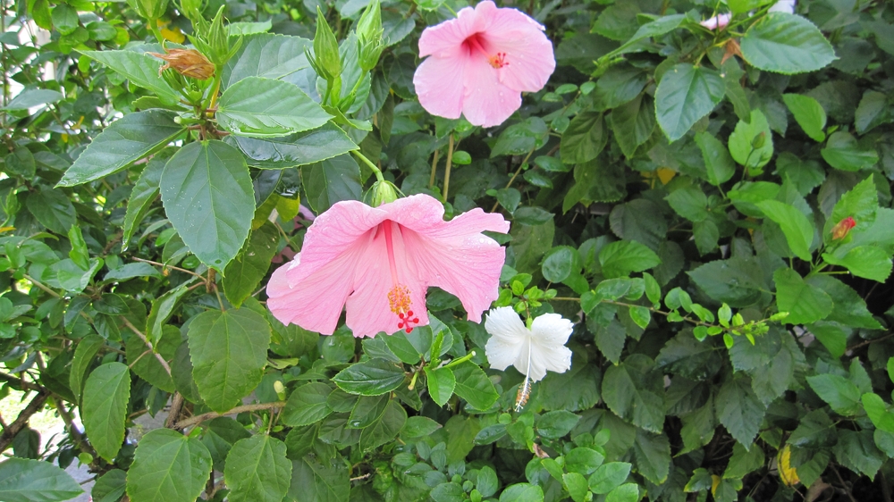 Pink and white Hibiscus.