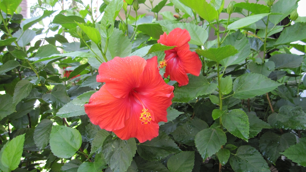 More red Hibiscus.