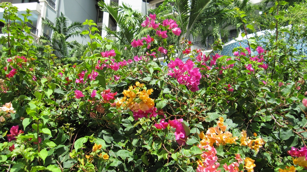 Multicoloured Bougainvillea. 