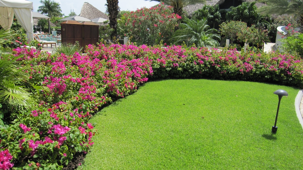 Bougainvillea hedge between Reception and the noisy pool.