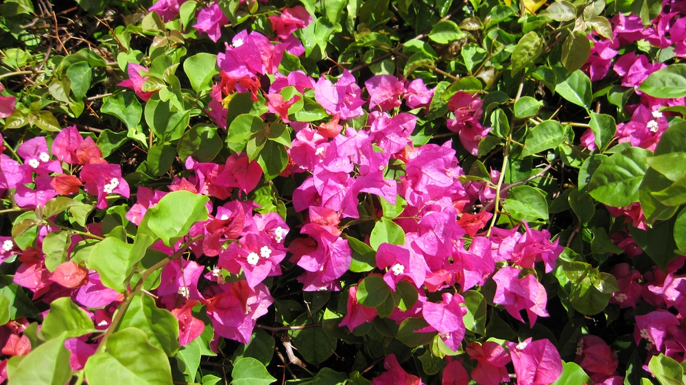 Bougainvillea.