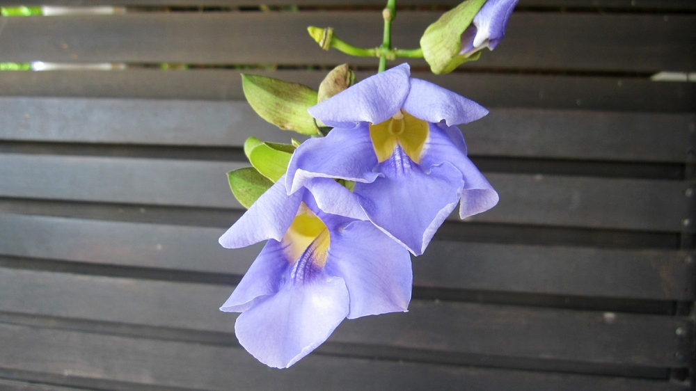 Beautiful flowers hung down from our covered patio. Tiny hummingbirds loved to drink from these, moving from flower to flower right in front of us.