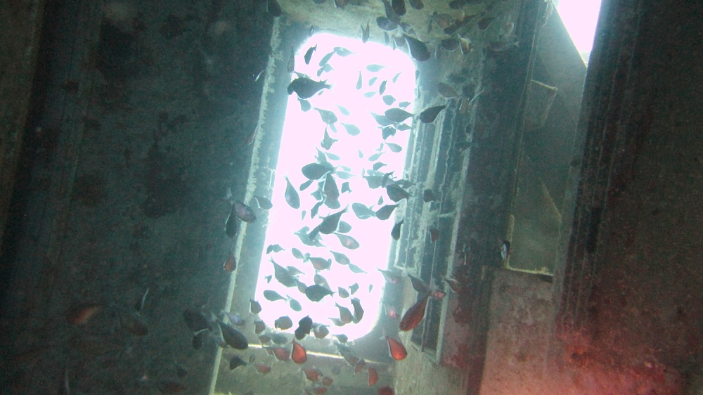 Fish shelter inside the wreck.