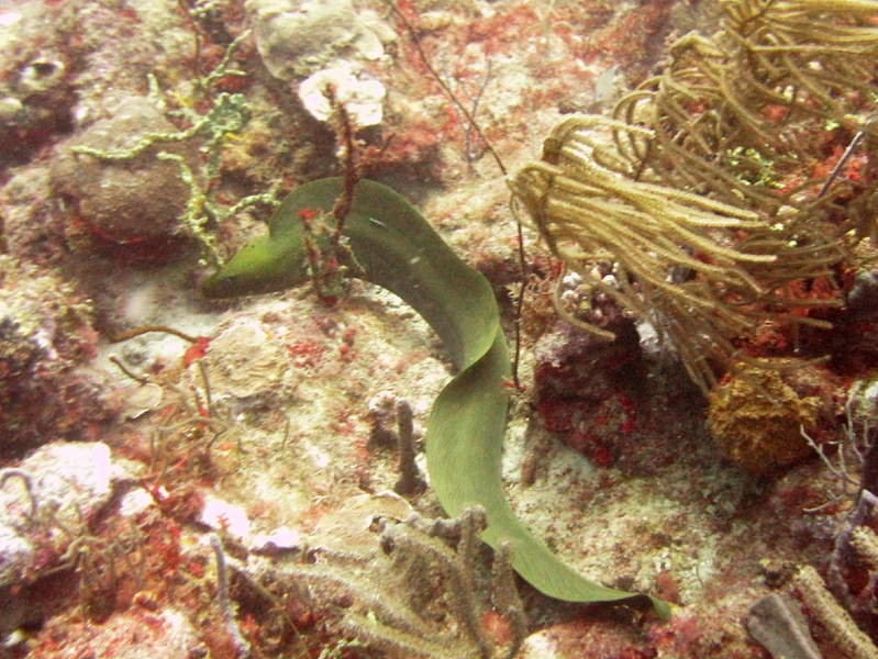 Free-swimming Green moray (Gymnothorax funebris), well over a metre long, at Whibbles reef.