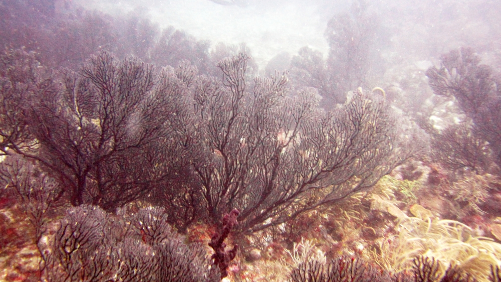 Beautiful black fan coral at Whibbles.