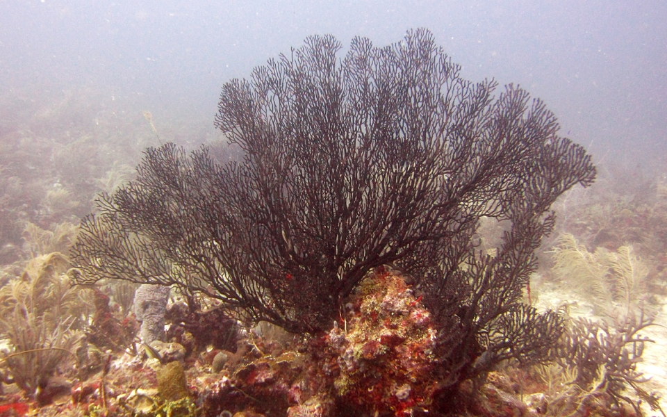 More black fan coral.