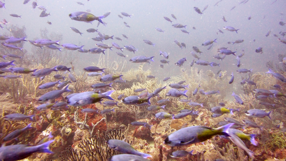 Sometimes you find a long blue line of Creole wrasse (Clepticus parrae) streaming past you, as here at Whibbles reef.