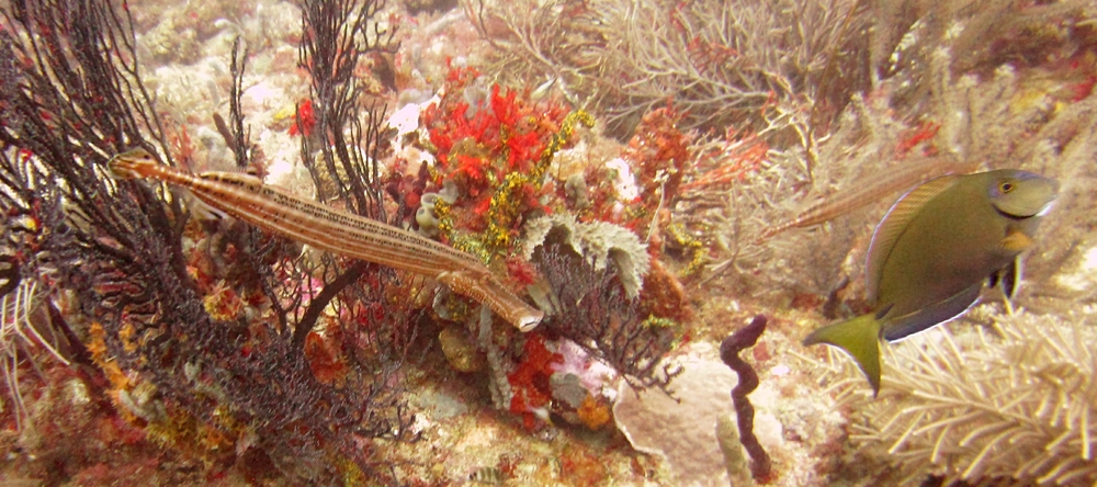 At Whibbles reef: A Trumpetfish (Aulostomus maculatus) on the left, and a surgeonfish of some kind, possibly a Doctorfish (Acanthurus chirurgus) on the right.