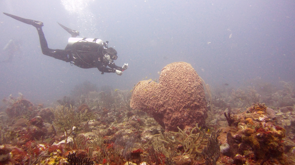 Why is this diver photographing the inside of this Giant barrel sponge (Xestospongia muta) at Whibbles reef...?